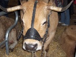 Licol veau 10/12 mois - cuir - doublé - 5 réglages