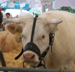 Licol pour vache - cuir doublé - 3 réglages - Femelle Adulte