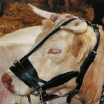 Licol pour vache - cuir doublé - 3 réglages